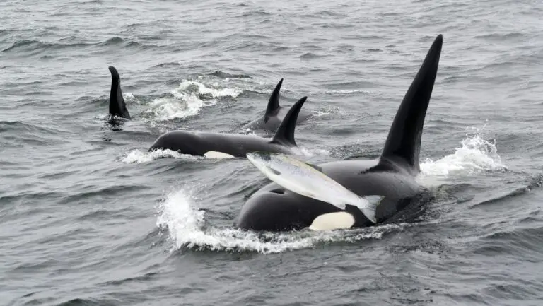 Orca Fashion Update: New Dead Salmon Hats!